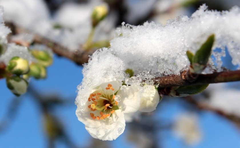 Plum blossom in snow