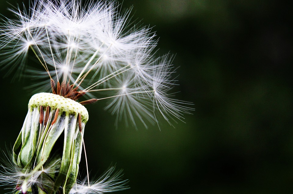 Dandelion with most of the fluff gone