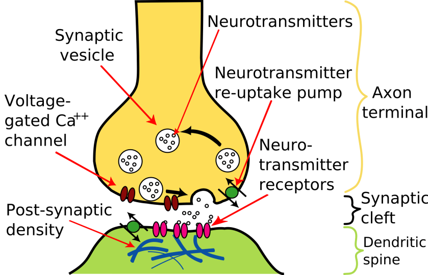 Synapse Illustration showing component parts
