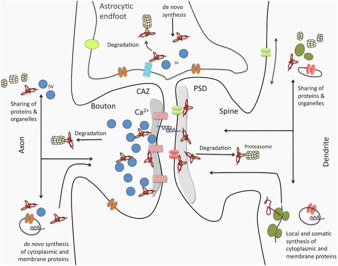 Tripartite Synapse