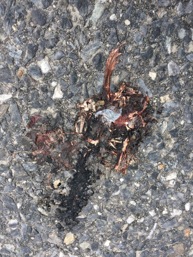 Road-killed frog