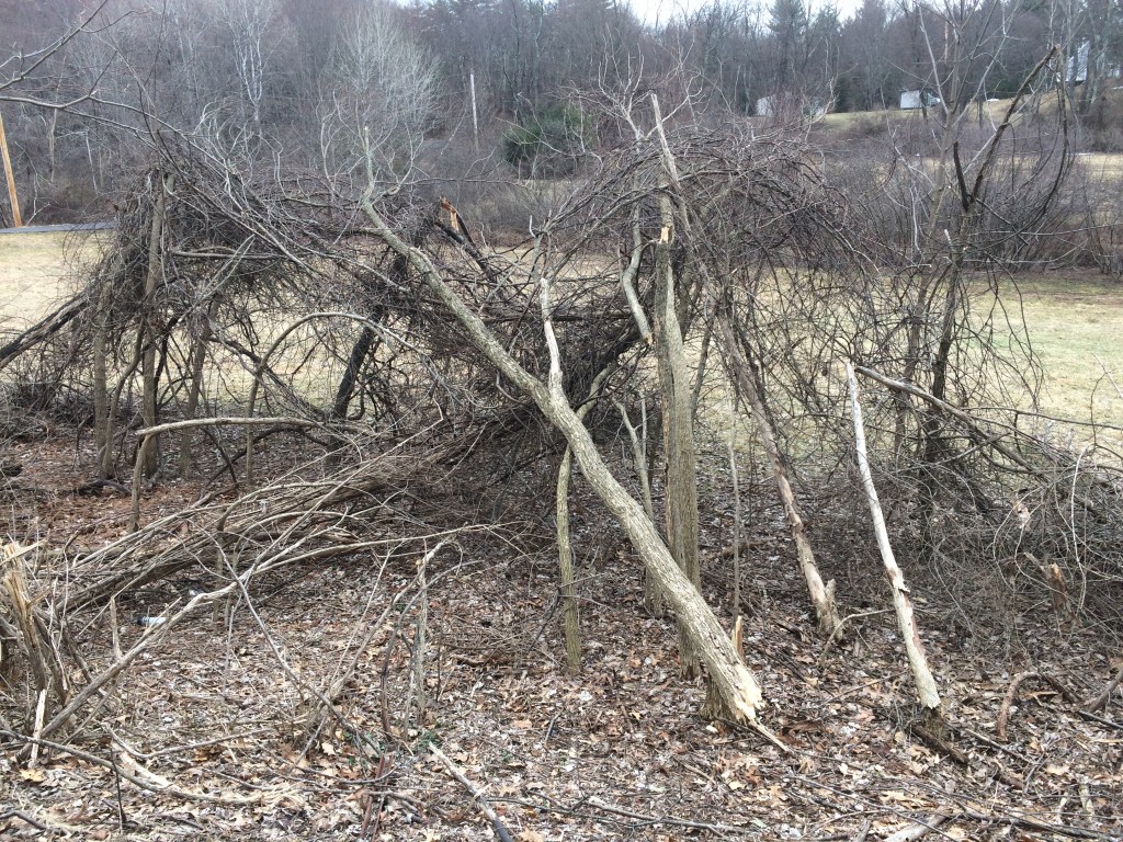 fallen trees